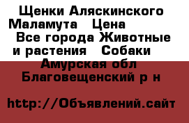 Щенки Аляскинского Маламута › Цена ­ 10 000 - Все города Животные и растения » Собаки   . Амурская обл.,Благовещенский р-н